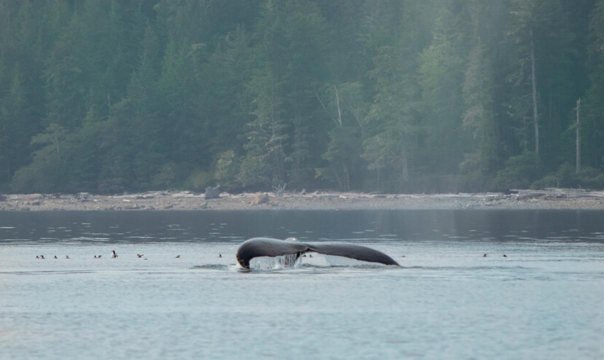 A whale's tail coming out of the water.