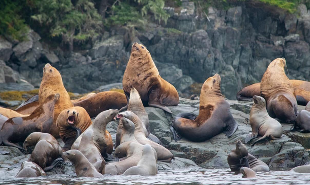 A group of sea lions lounging on rocks.