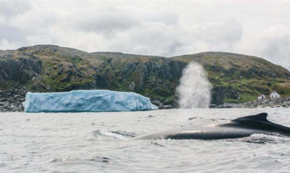 A whale surfacing in front of an iceberg.
