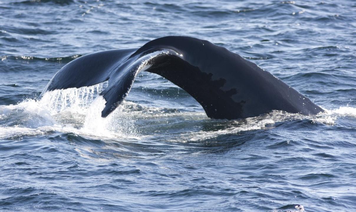 A whale's tail coming out of the water.