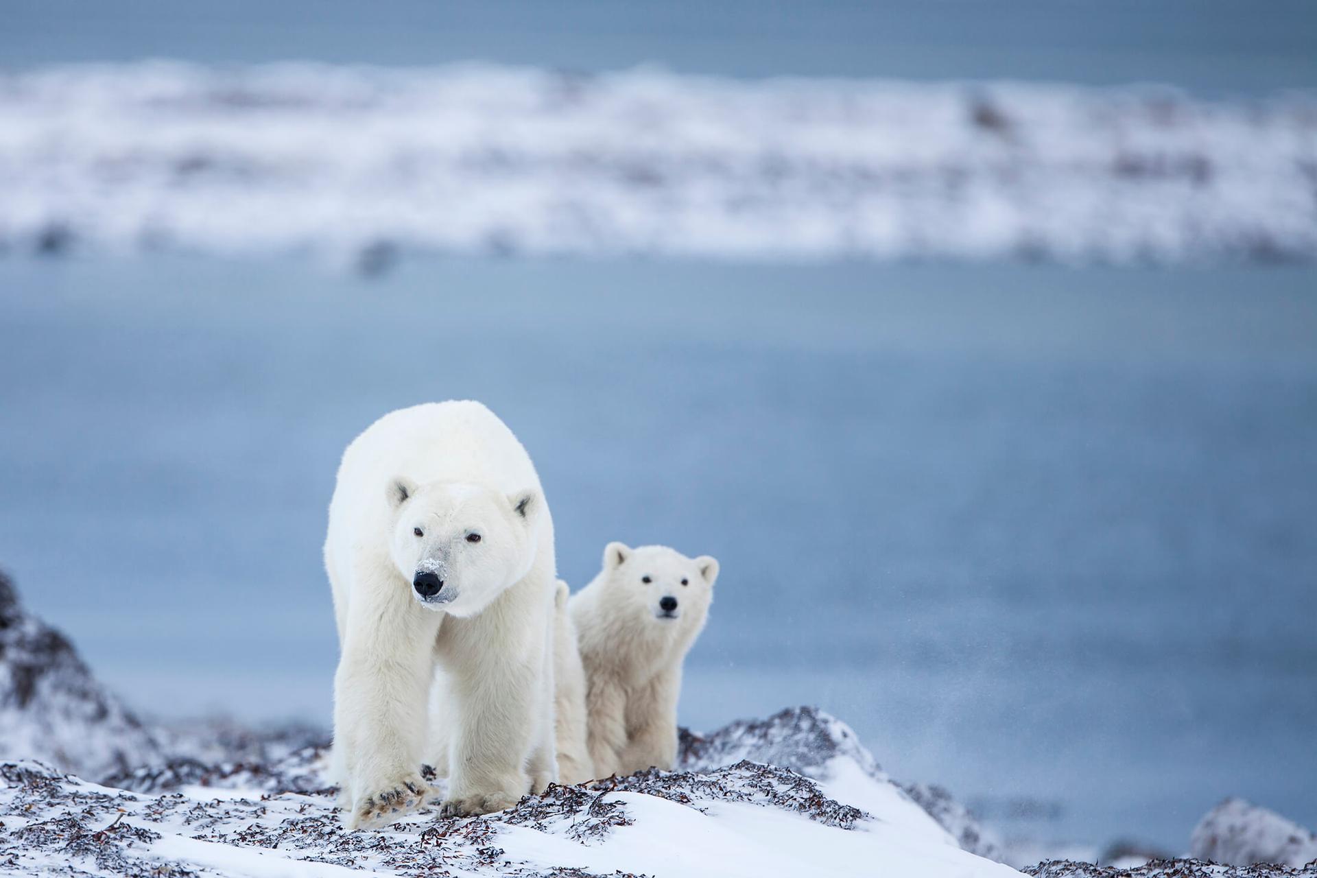 Two polar bears in Churchill, Manitoba