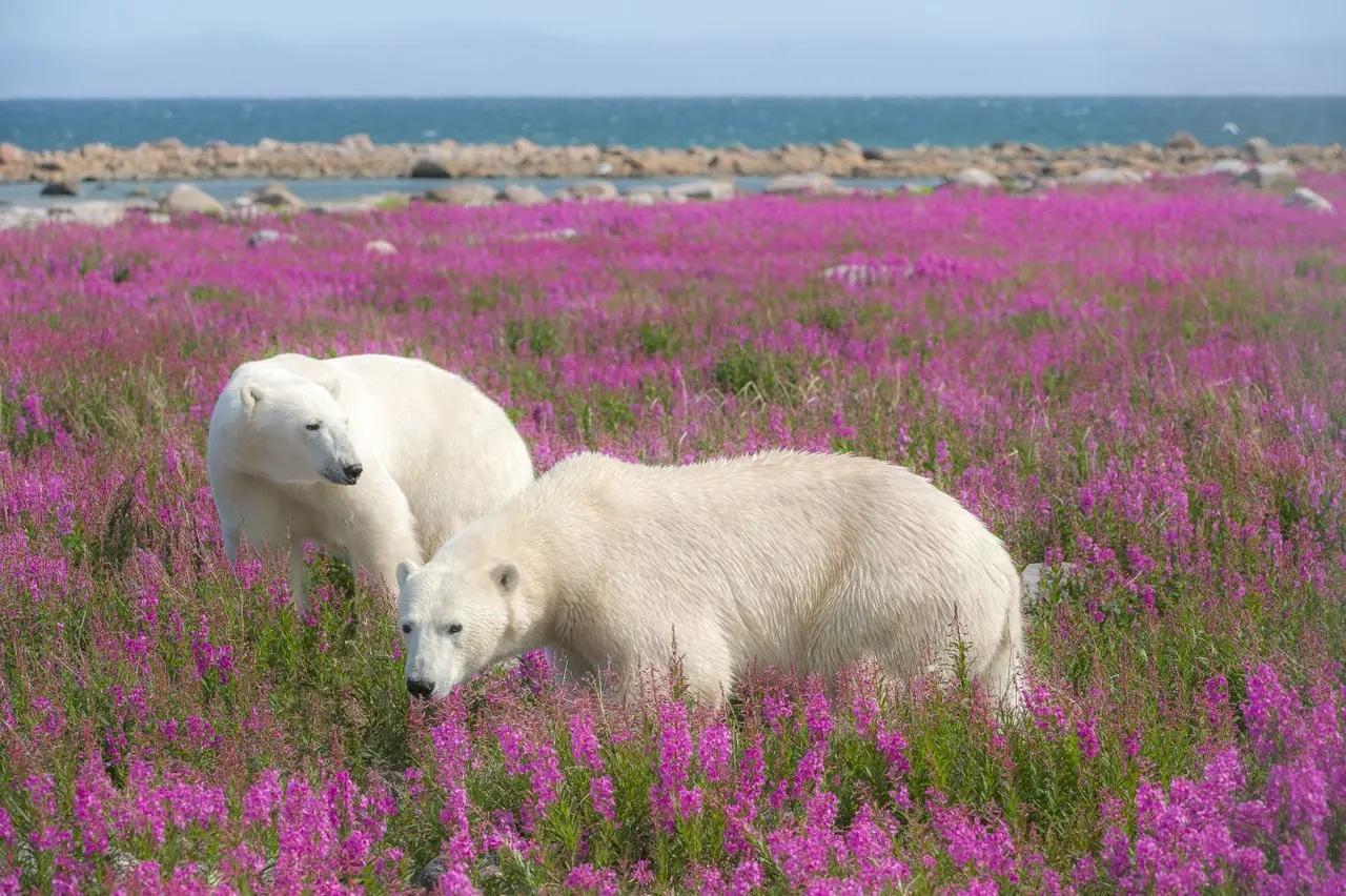 Two polar bears among purple lilac flowers in Northern Manitoba