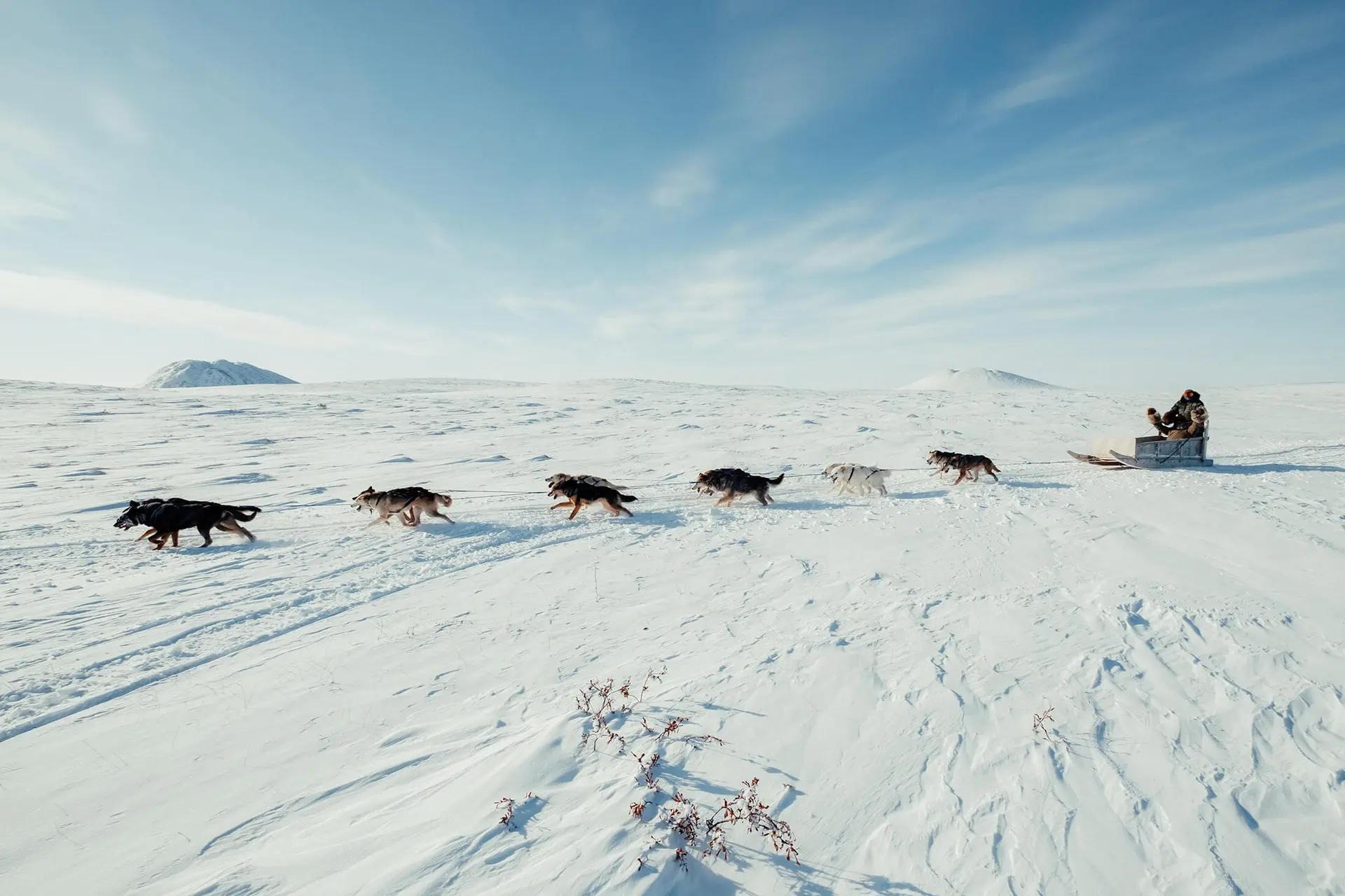 A dogsled racing across a snowy landscape