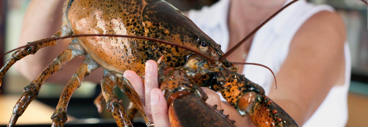 A woman holding a large, live lobster