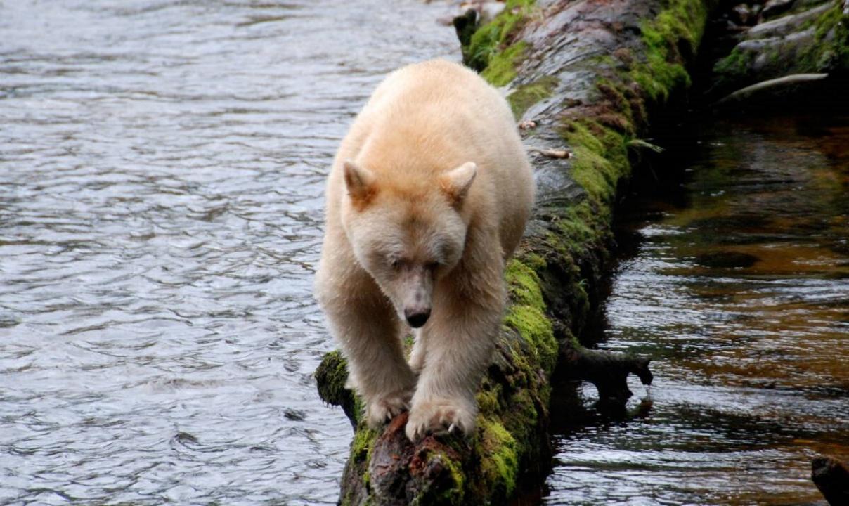 A golden bear walking across a log over a body of water.