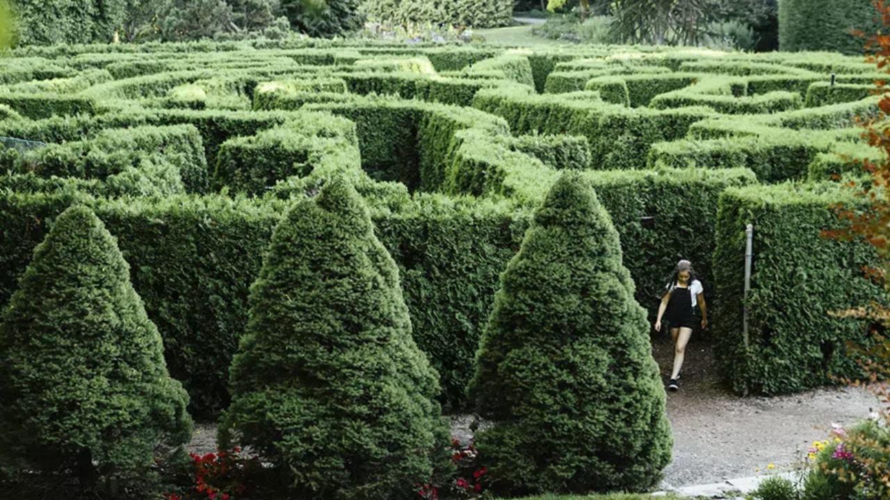 A person exiting the hedge maze at the VanDusen Botanical Garden.