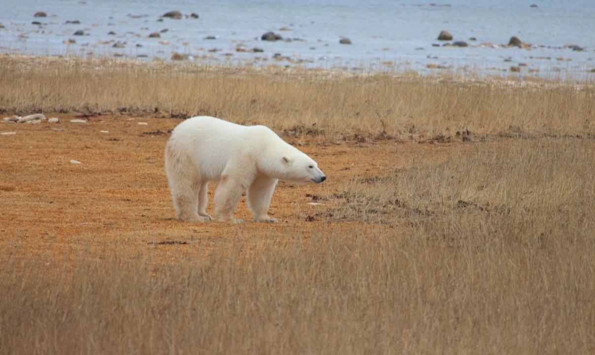 Polar bear walking in a field