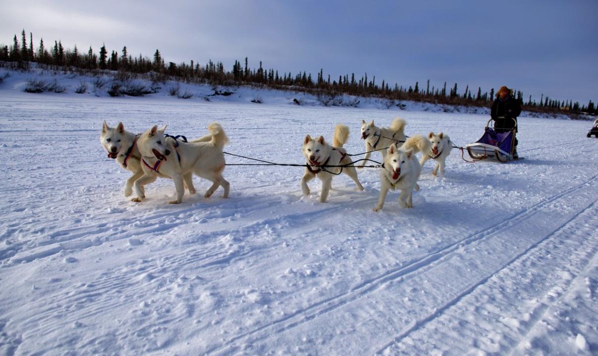 Dogsledding