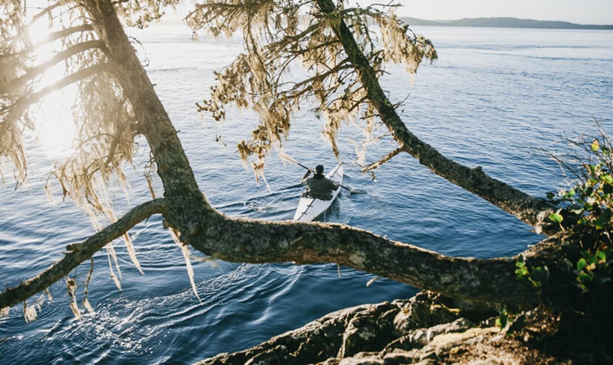 A view through the trees of a person kayaking.