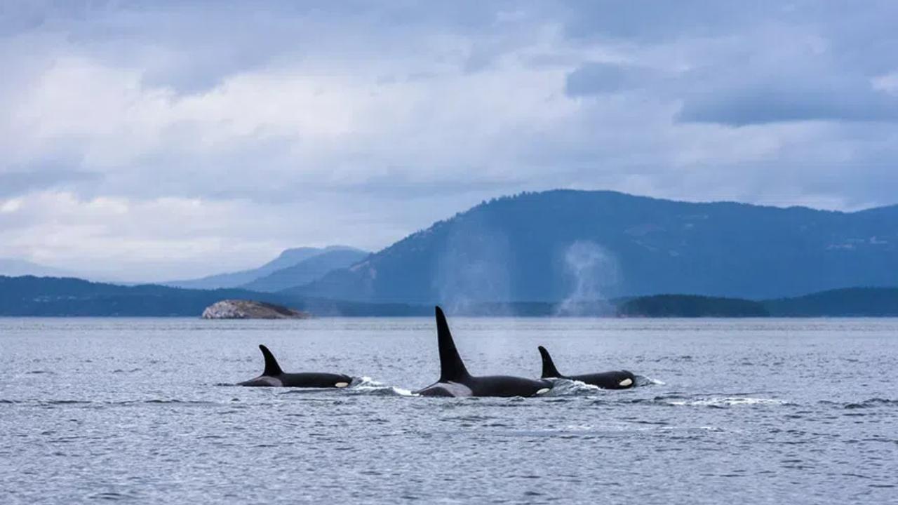 Three orca whales surfacing on a cloudy day with an island in the background.