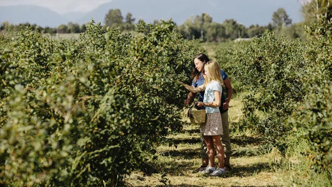 A woman and a young girl picking berries.