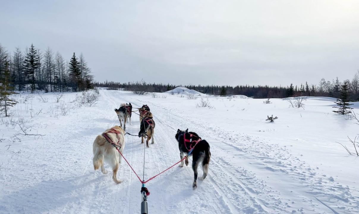 Dogs pulling a sled in the snow