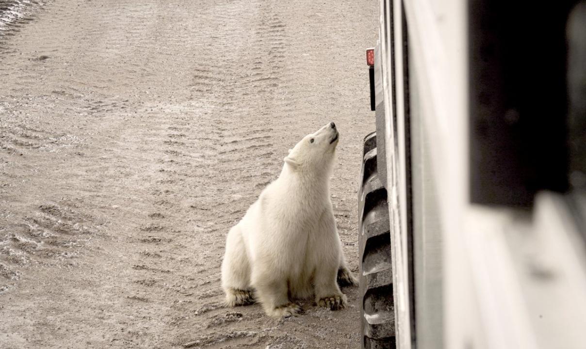 Polar bear standing right next to a train