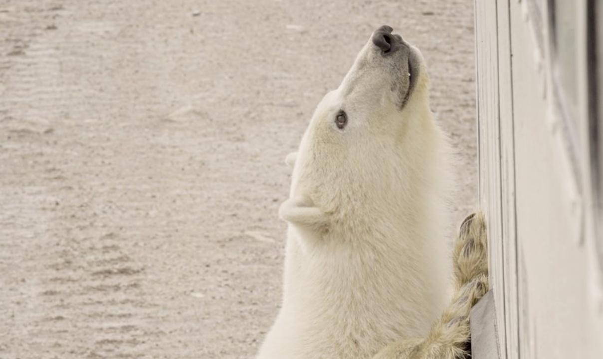 Polar bear looking up