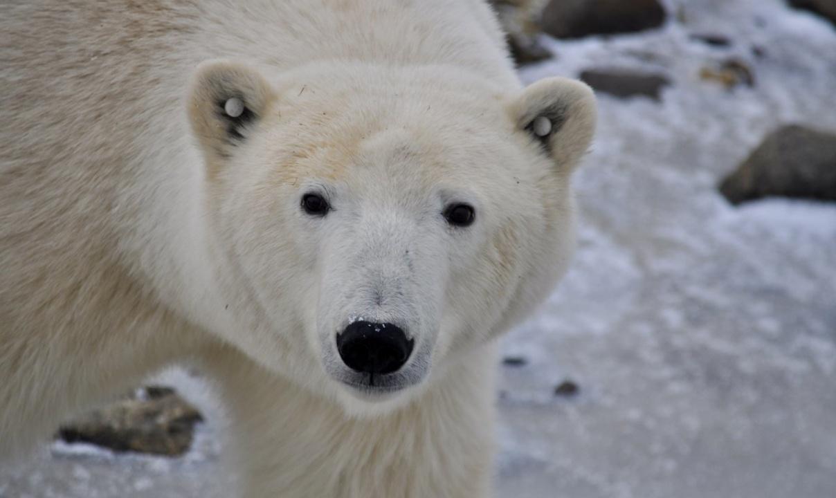 Close up of a polar bears face