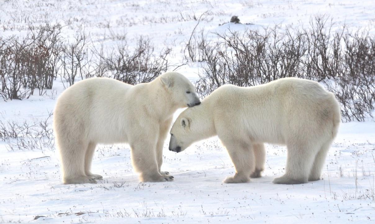 Two polar bears