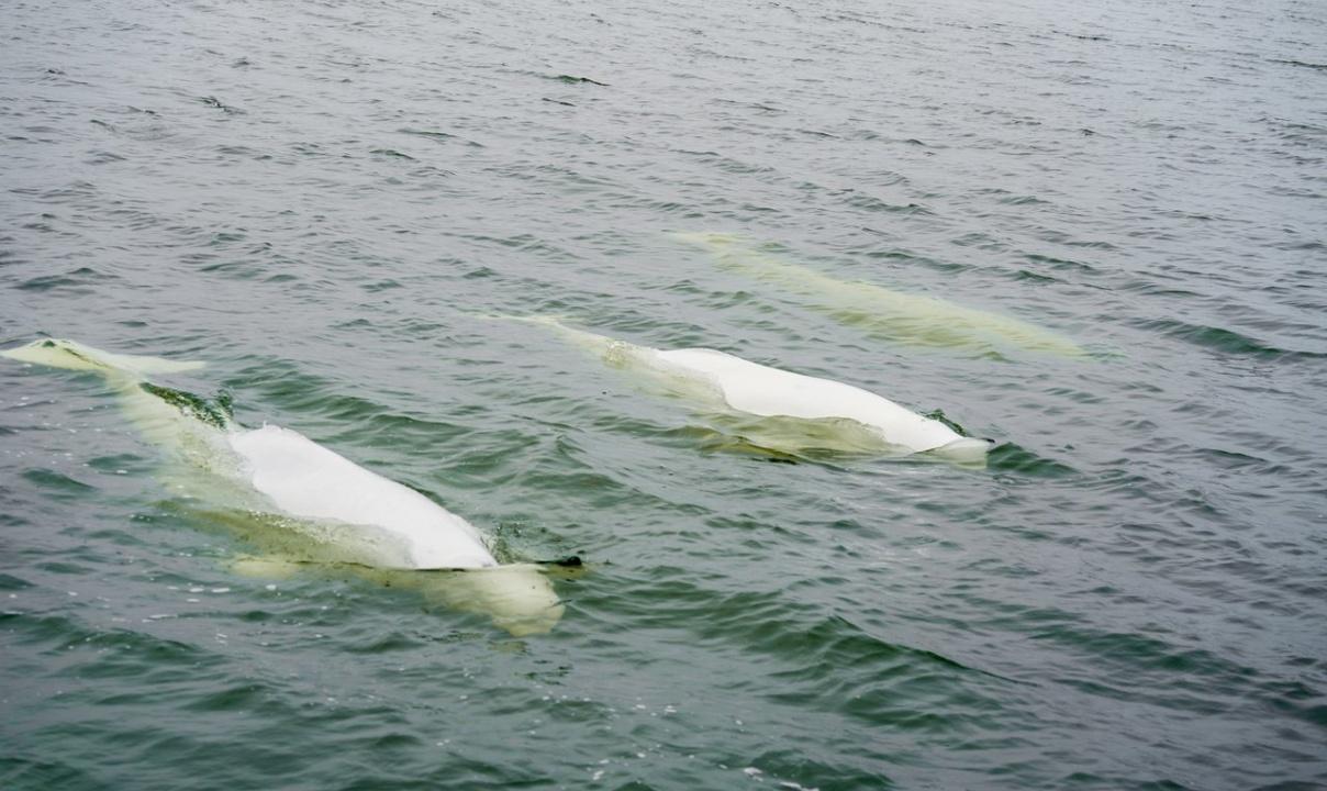 A group of belugas in the water