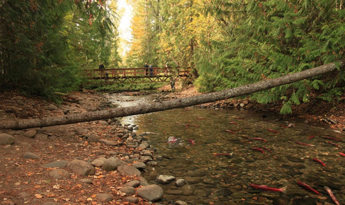 People standing on a bridge in a forest observing a stream filled with salmon.