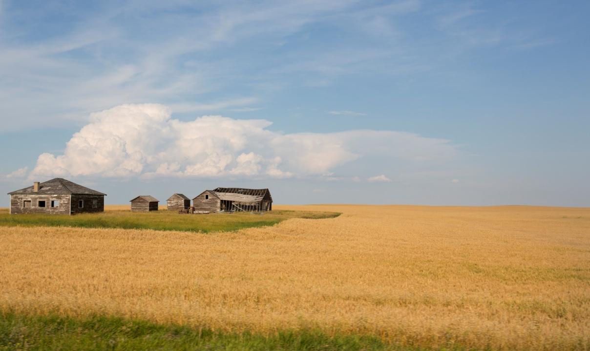 Old farm buildings in a yellow field of wheat under a blue prairie sky.