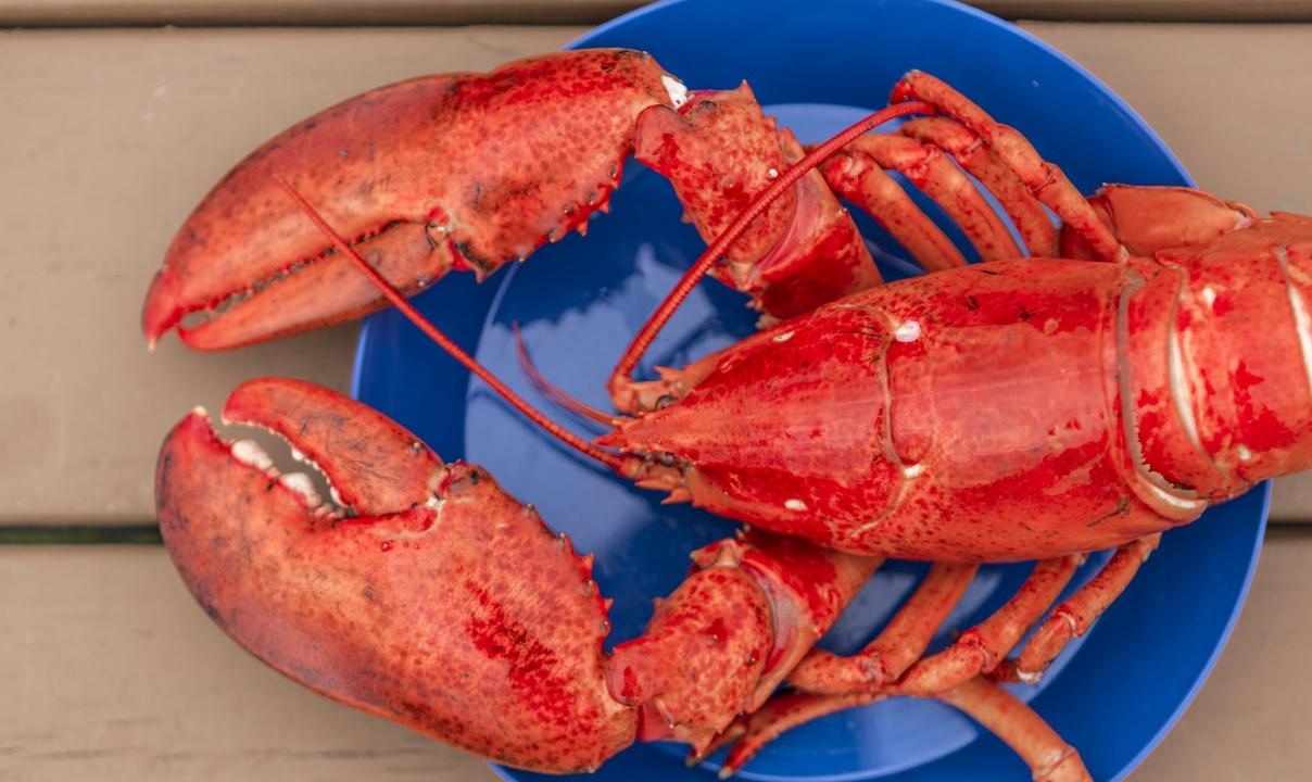 A blue plate with a red lobster.