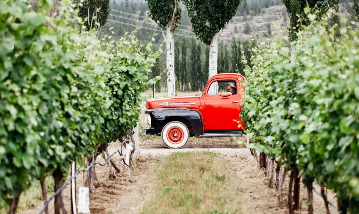 A vintage red truck parked at the end of two rows of grape vines.