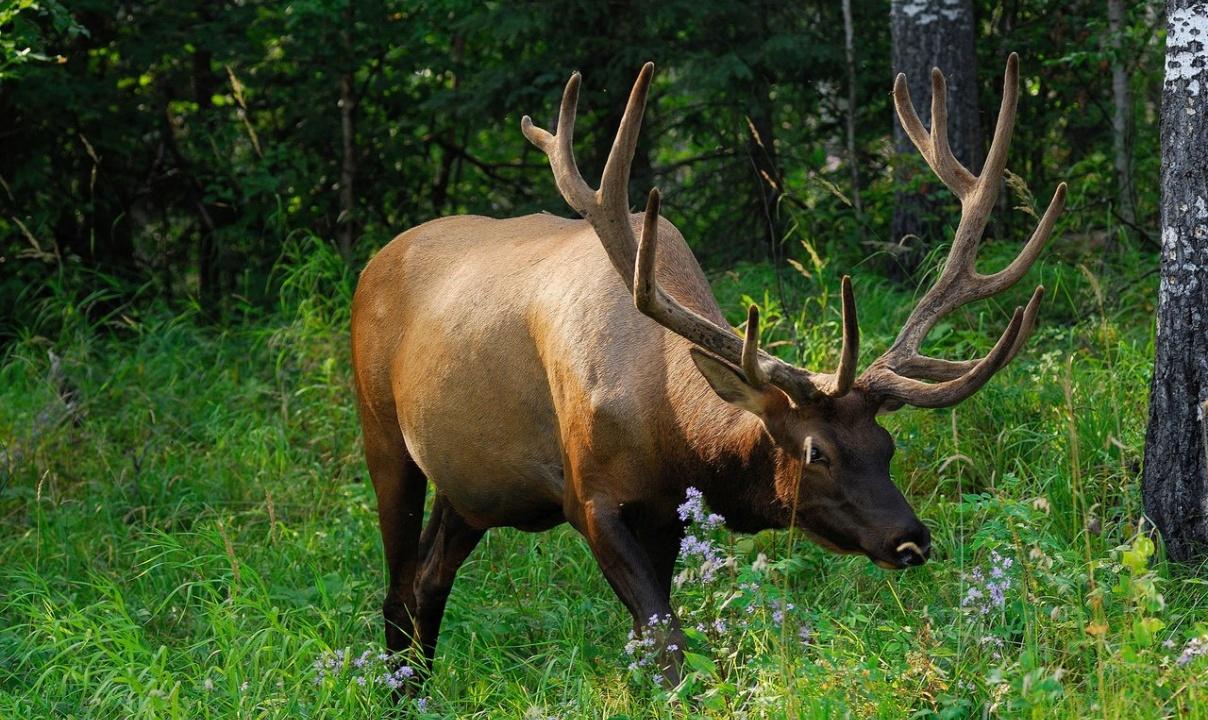 An elk with a full rack of antlers lowering its head towards some wildflowers in the forest.