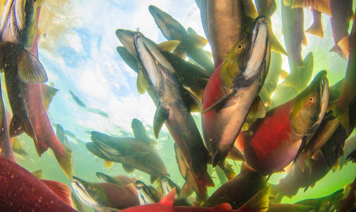 An underwater view of a group of salmon swimming together.