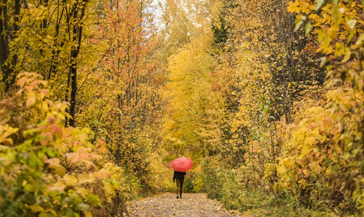 A person walking with a red umbrella down a forested path in autumn.