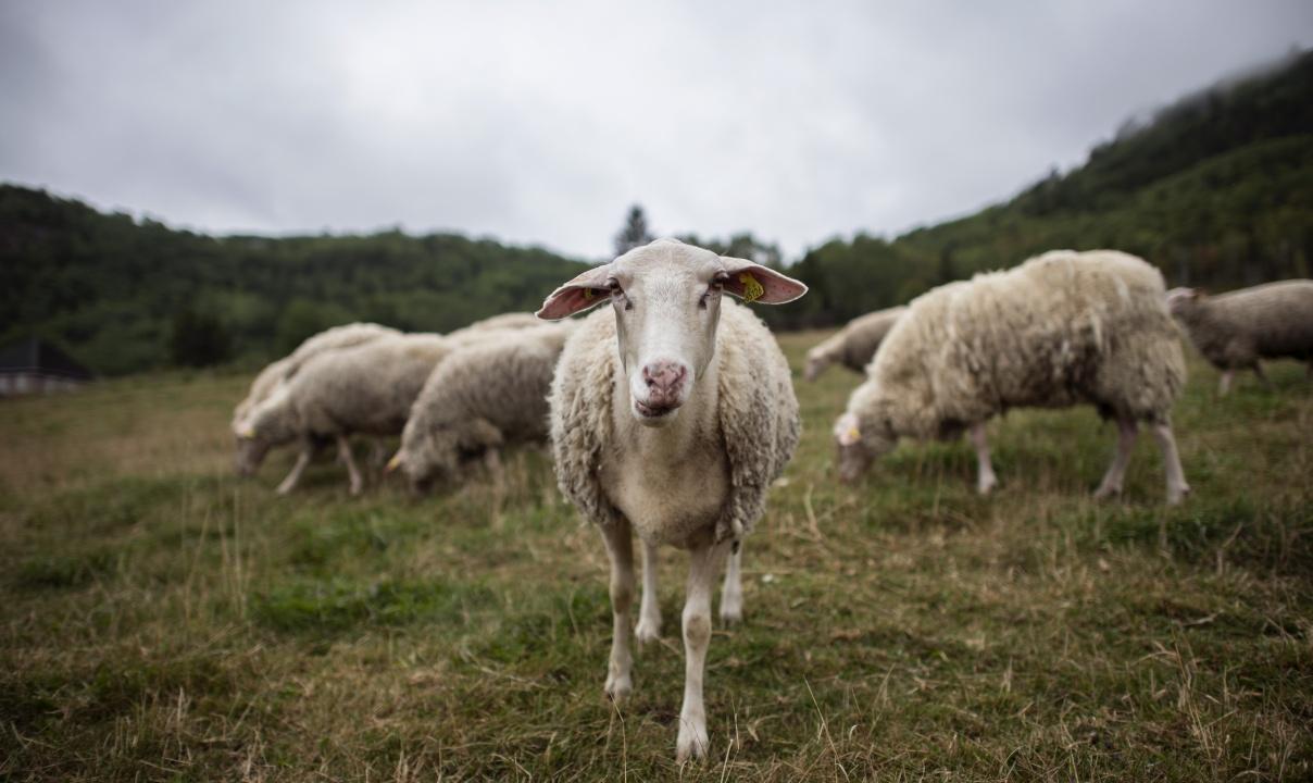 A group of sheep grazing in a field while the one in the centre looks directly at the camera.