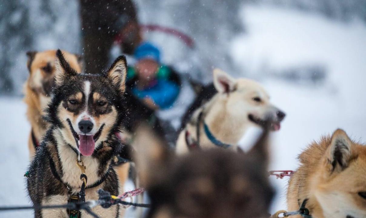 A close up shot of dogs pulling a sled.