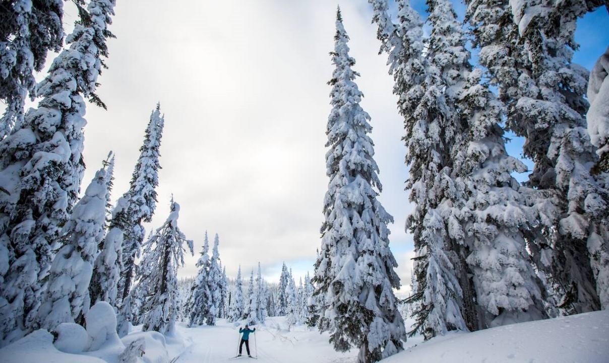 A cross country skier heading down a path between tall, snow-covered trees.