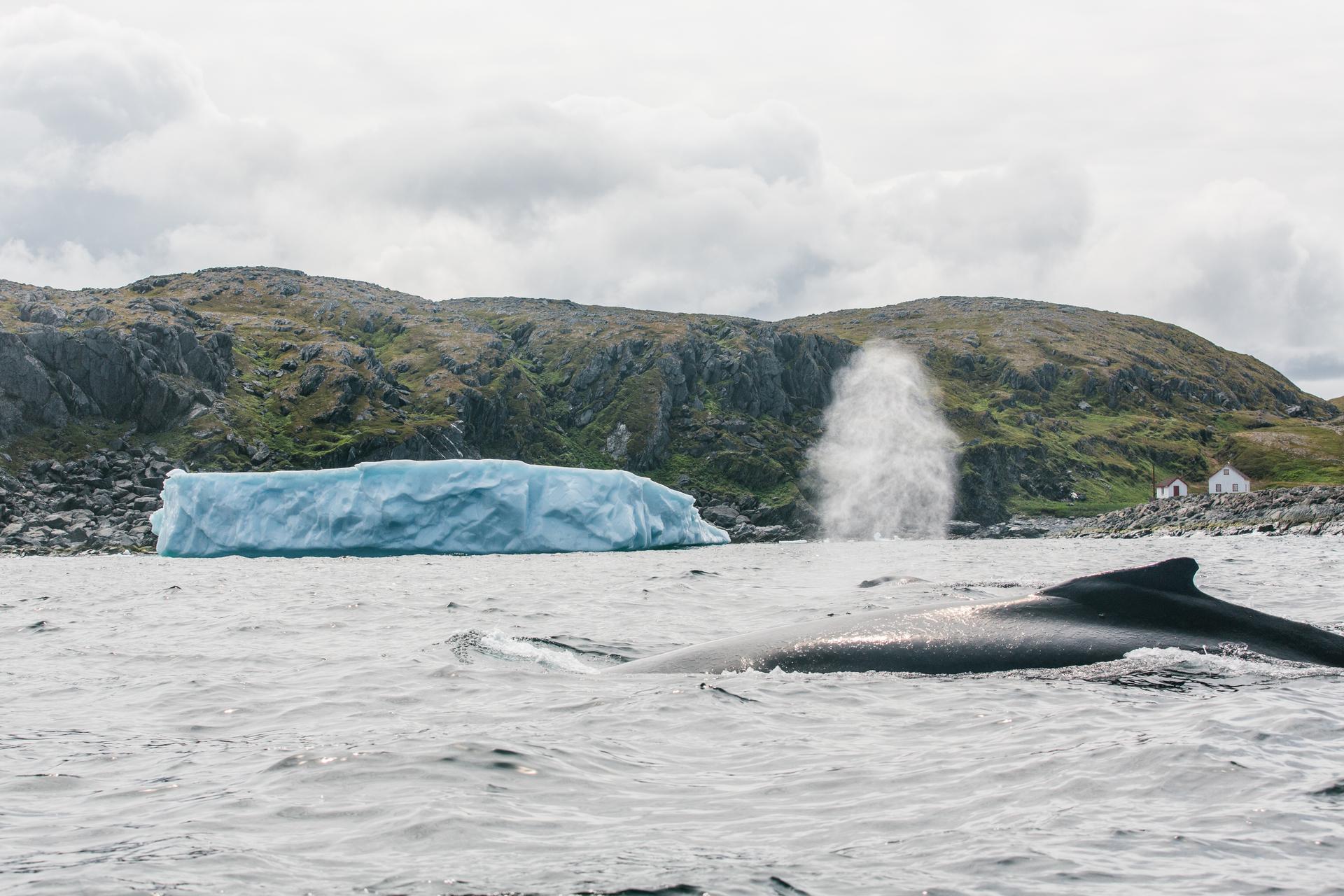 A whale in Newfoundland.
