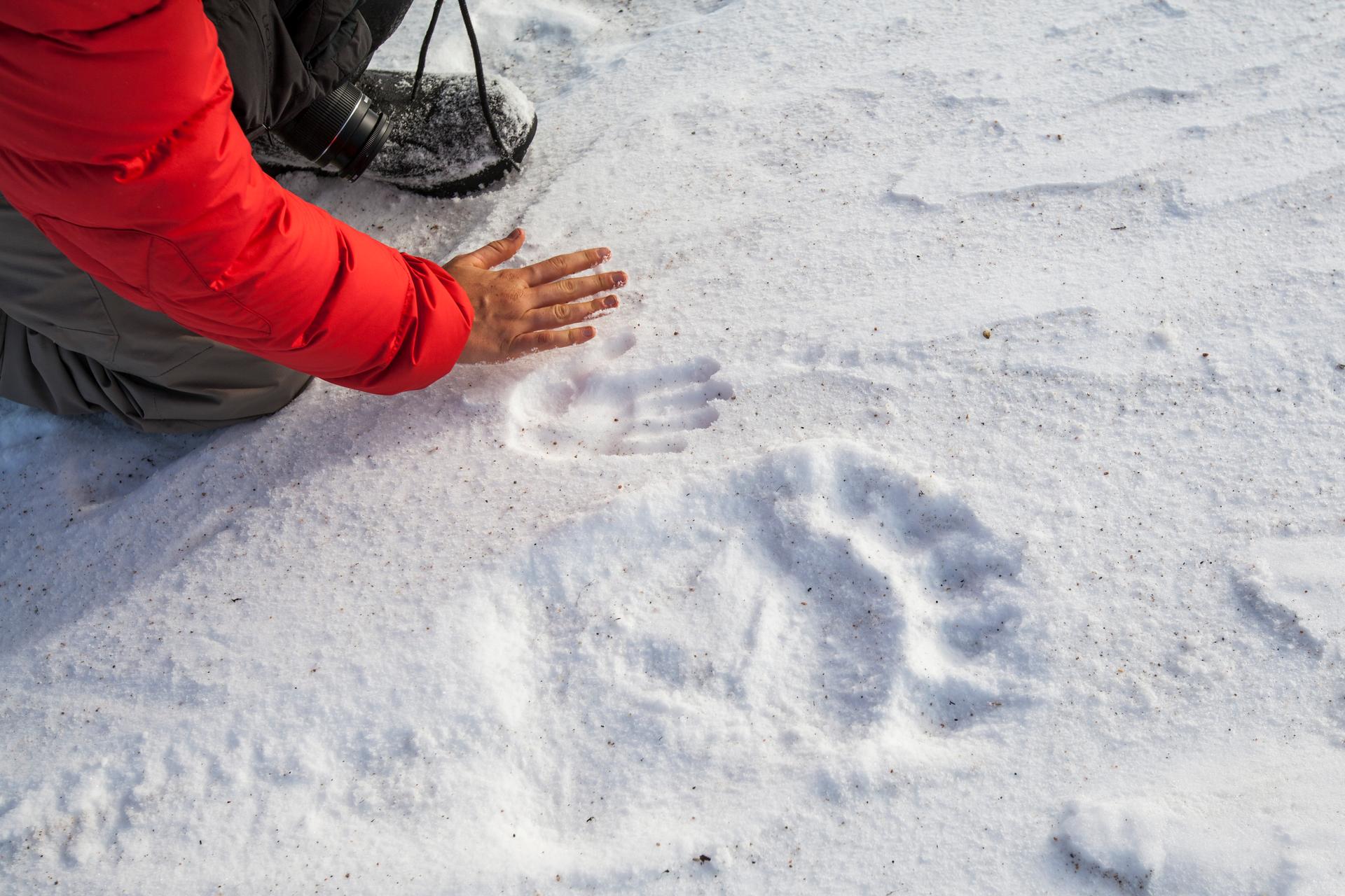 A polar bear handprint in Nunavut