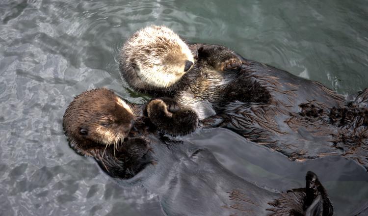 温哥华水族馆漂浮着的海獭Tanu和Katmai