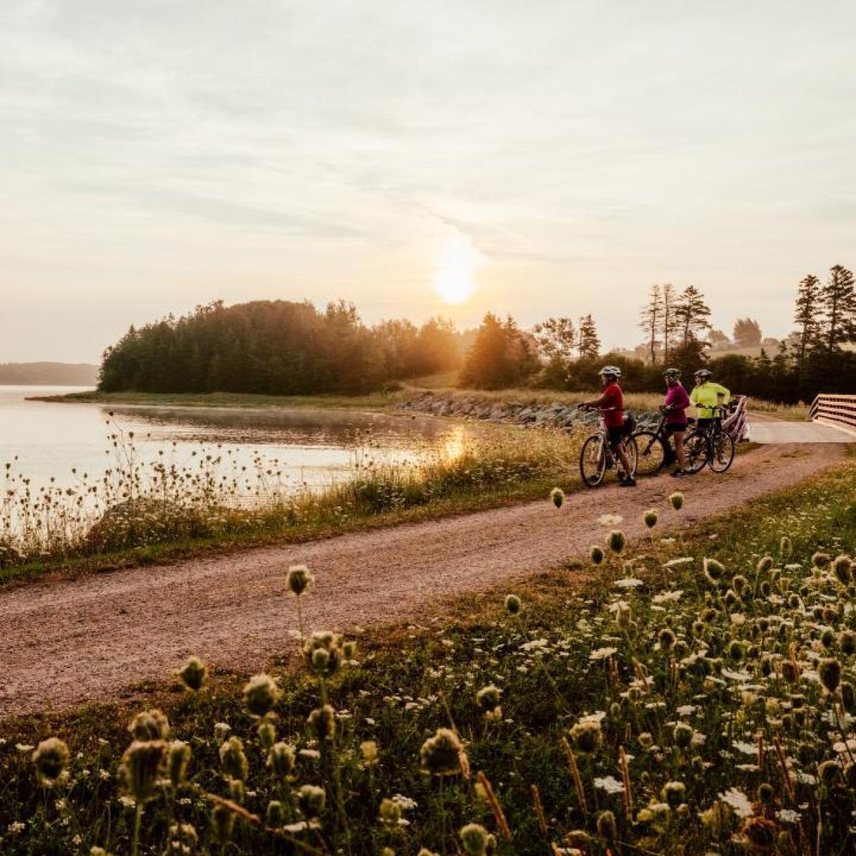 Cyclists along a dusty beachside road