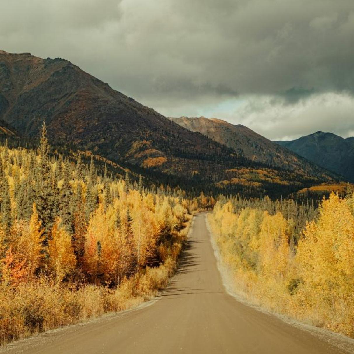 A highway lined with brilliant yellow plants at the base of a mountain