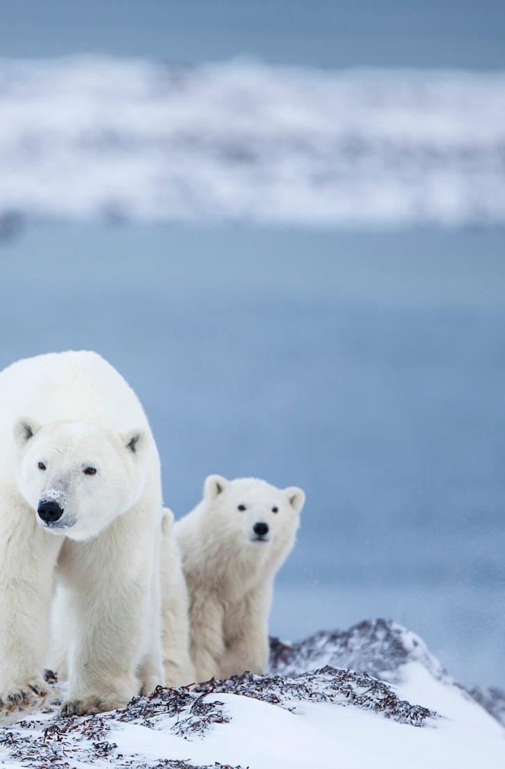 Two polar bears in Churchill, Manitoba