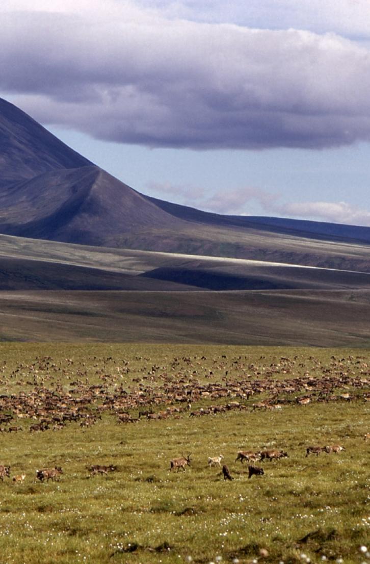 Yukon Caribou