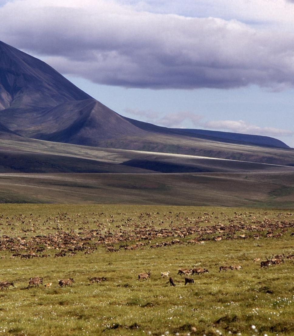 Yukon Caribou