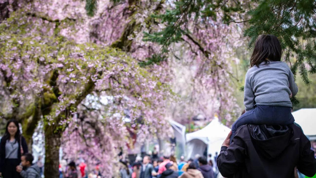 People visiting the Vancouver Cherry Blossom Festival.