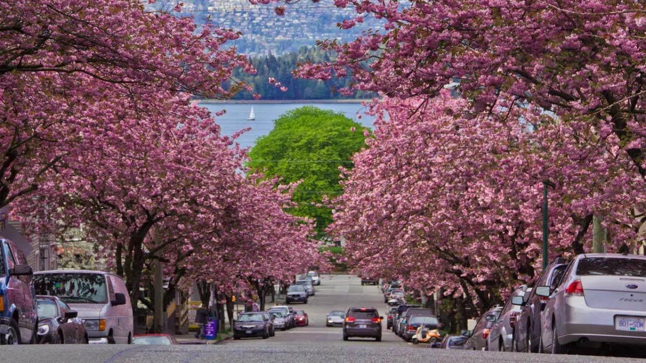 A street lined with pink cherry trees in bloom and parked cars, with a view of a sailboat on the water in the background.