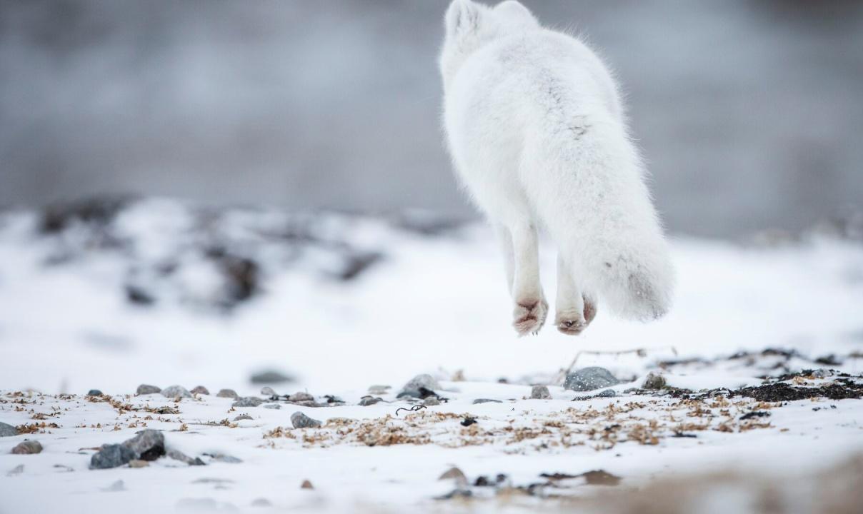 An arctic fox seen from behind running across snow-covered ground.