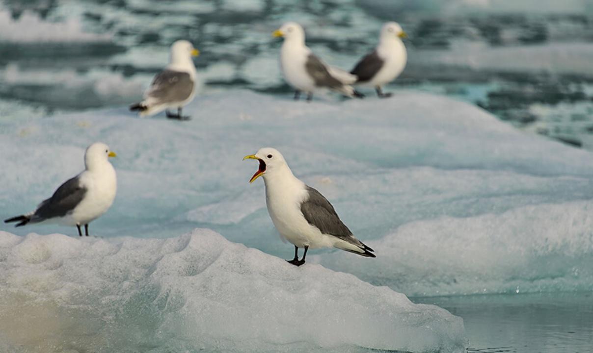 A close-up view of a group of five gulls standing on icebergs.