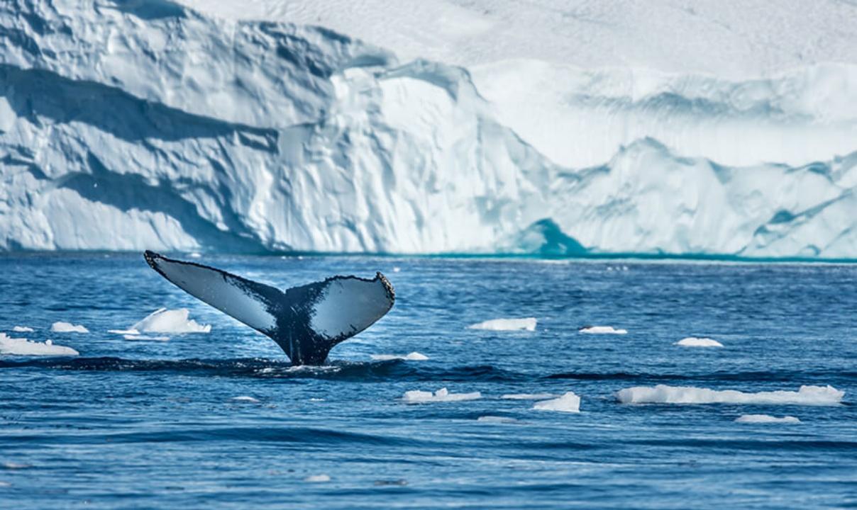A whale's tail emerging from the water in front of ice bergs.