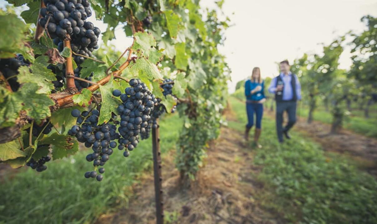Two people carrying wineglasses and walking through a vineyard with bunches of grapes on the vine in focus in the foreground.