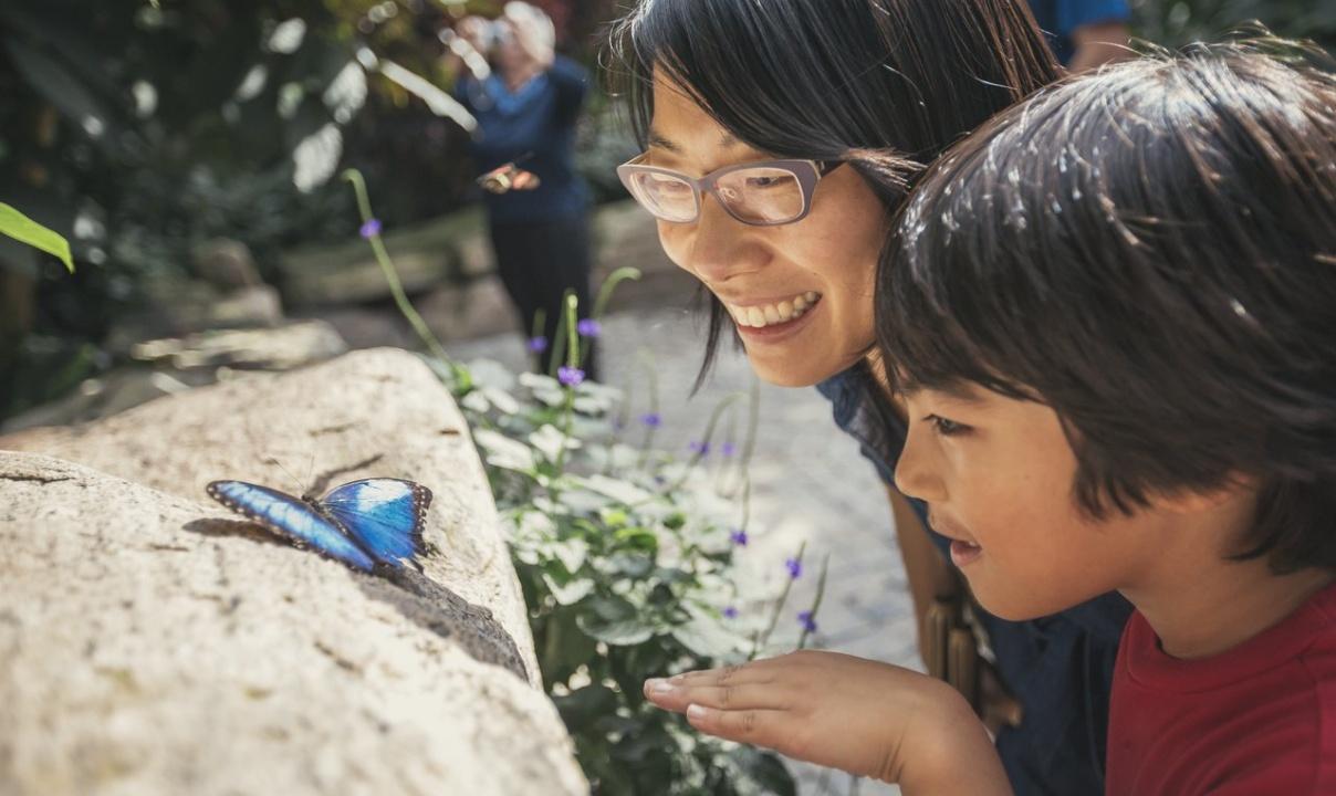 A woman and a child observing a blue and black butterfly resting on a rock.