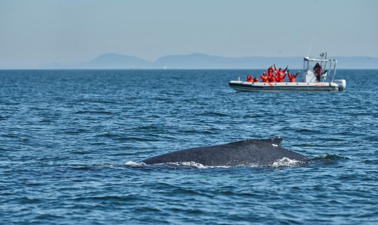 A whale breaches in the foreground as a group of people in red coats cheer on a whale watching boat in the background.