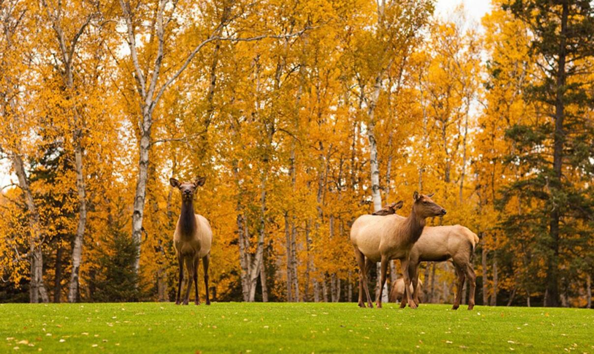 Three deer standing on the grass in front of autumnal trees.