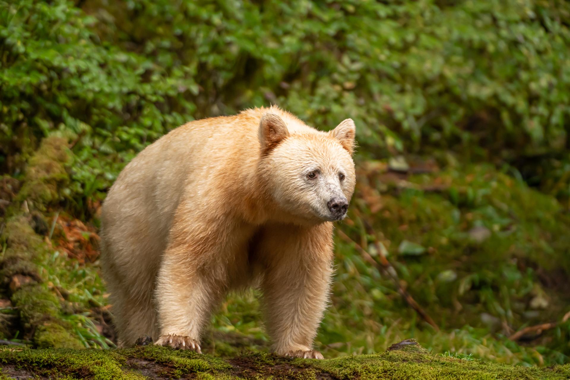 Spirit bear, Great Bear Rainforest