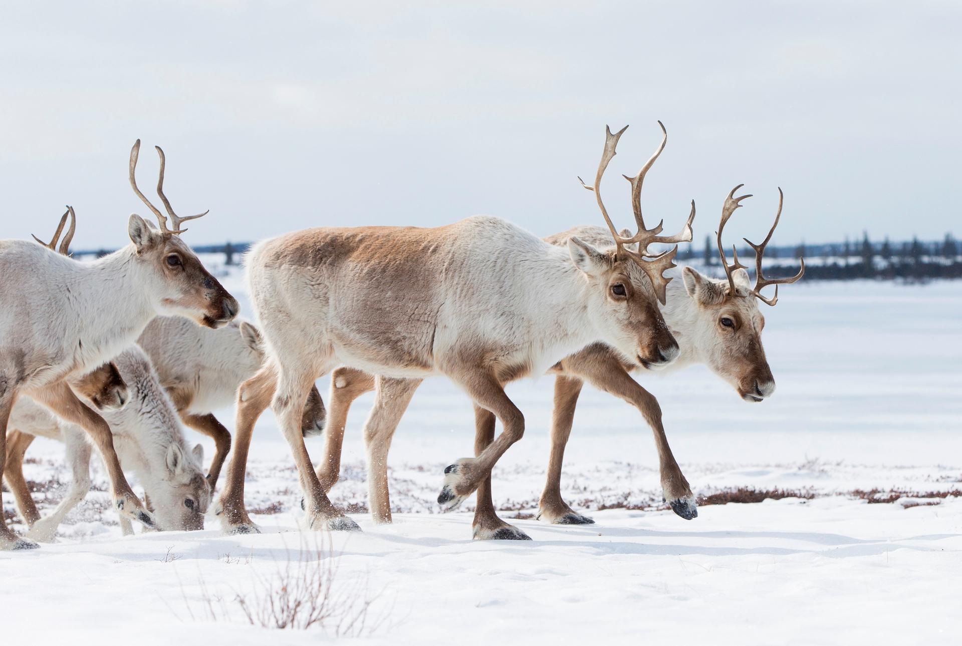 北美驯鹿的迁徙——图片来源:北极港湾荒野旅舍(Arctic Haven Wilderness Lodge)